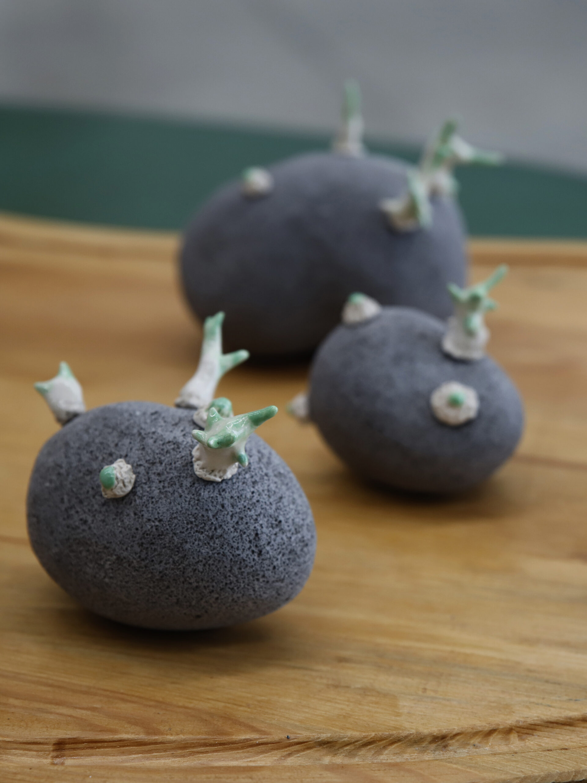 robin-lachal-patate